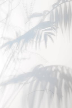 Açık gri arka planda tropikal palmiye bitkisinin gölgeleriyle dekoratif arkaplan.