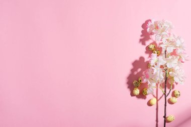 Pembe arka planda bıldırcın yumurtası ve kiraz dalından Paskalya bayramı kompozisyonu.