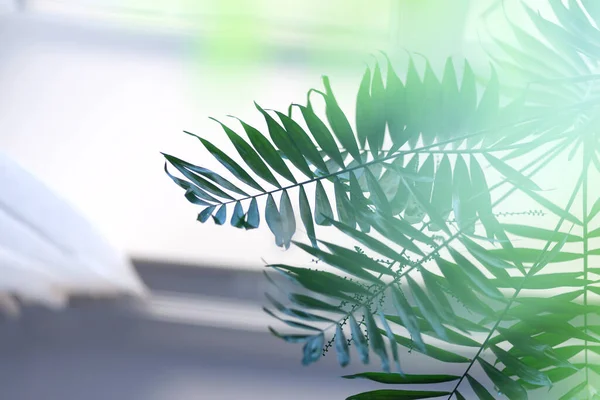 Fundo natural com folhas de palma tropical desfocadas contra vista desfocada da janela . — Fotografia de Stock