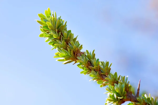 Rama de espino amarillo joven con hojas pequeñas. Primavera en el jardín. Ramita con hojas y espinas . — Foto de Stock
