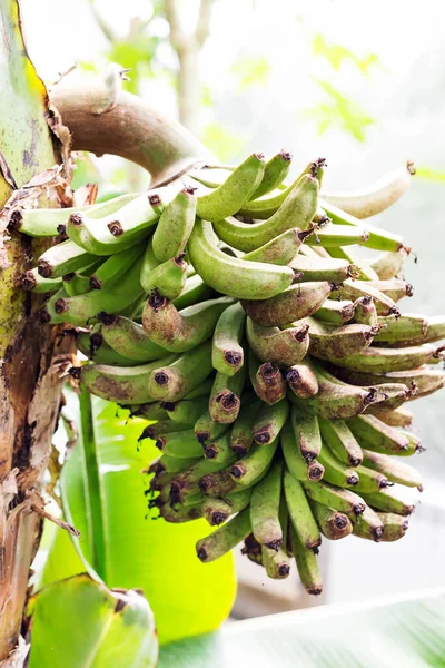 Frutas de banana verde no ramo da árvore ao ar livre — Fotografia de Stock