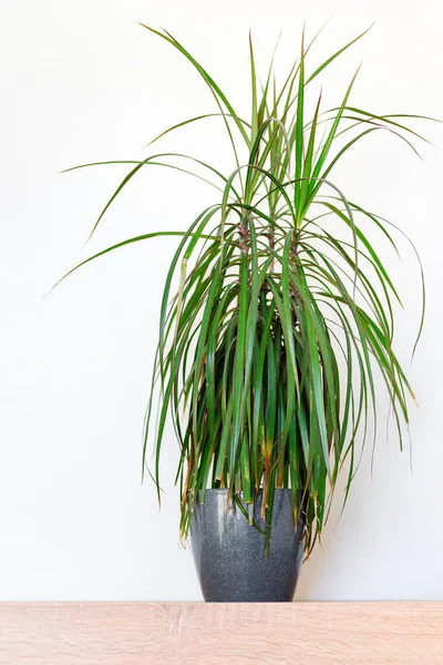 Planta de sala dracaena natural fresca em vaso em uma mesa de madeira contra fundo branco . — Fotografia de Stock