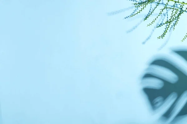 Grune Blatter Textur Isoliert Auf Grunem Hintergrund Mit Tiefen Schatten Grune Pflanze Entspannungskonzept Ansicht Von Oben Mit Kopierraum Echeviera Tolerant Behalter Stock Photo 208419516