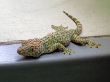 Tayland Gecko renkli gülümseme