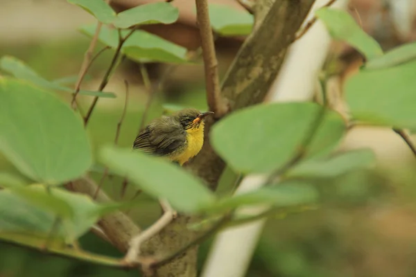 Img _ 1638 _ Golden Yellowbirds starten in ein neues Leben — Stockfoto