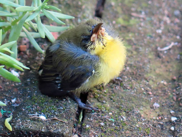 Img _ 2745a _ Golden Yellowbirds starten in ein neues Leben. — Stockfoto