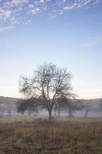 Morgen op het veld met mist — Stockfoto