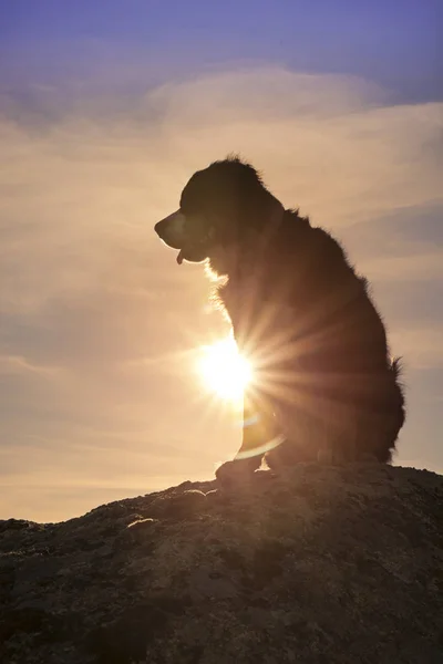 Silhouette af en hund på toppen af klippen kigger ind afstand - Stock-foto