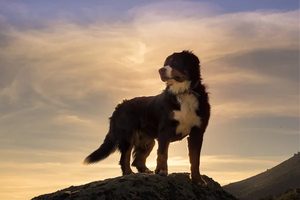 Silhuett av en hund på toppen av fjellet som ser inn i avstand... – stockfoto