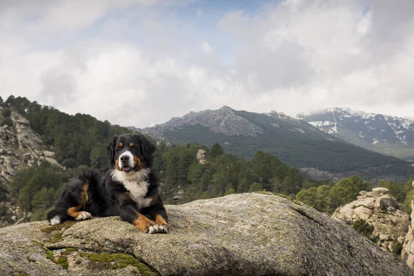 Chien repose sur le rocher au sommet de la montagne en contemplant un — Photo