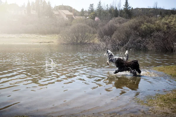 Adorables chiens aiment courir et se baigner dans le lac . — Photo