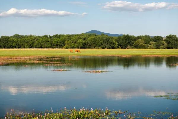 Landskap med sjö och bete i Manzanares del Real, Madrid. — Stockfoto