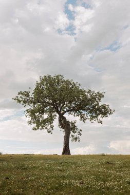 Bir bulutlu gökyüzü altında bir çayırda izole ağaç