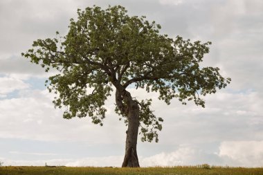 Bir bulutlu gökyüzü altında bir çayırda izole ağaç