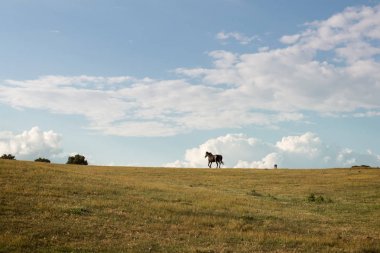 Yeşil vadi boyunca running free at
