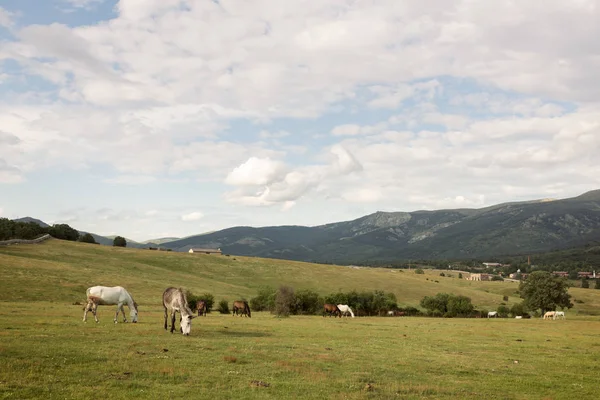 Grazing horse on mountain pasture at sunset spring day — Stock Photo, Image