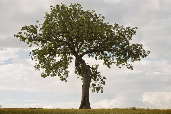 Bir bulutlu gökyüzü altında bir çayırda izole ağaç
