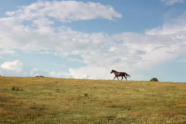 Pferd läuft frei durch das grüne Tal — Stockfoto