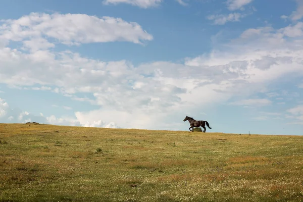 Horse running free through the green valley — Stock Photo, Image