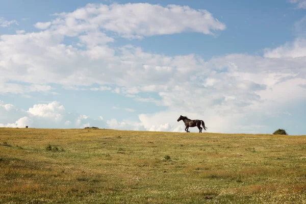 Ló fut ingyenes át a zöld-völgy — Stock Fotó