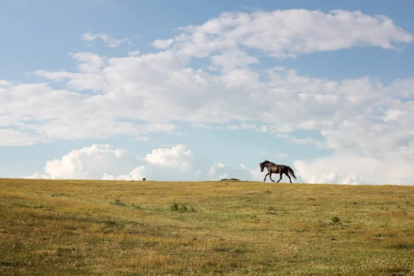 Ló fut ingyenes át a zöld-völgy — Stock Fotó