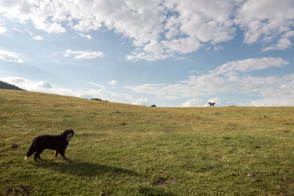 Yeşil vadi boyunca running free at, köpek saatler
