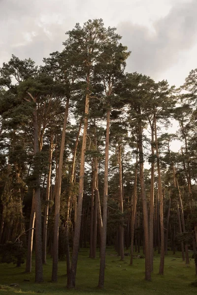 Pădurea de pin seara la apusul soarelui — Fotografie, imagine de stoc