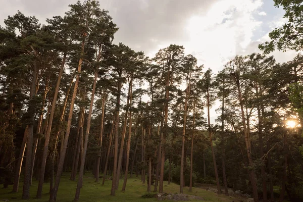 Pineta la sera al tramonto — Foto Stock