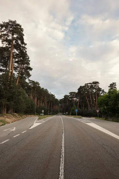 Forest road bomen langs op het platteland — Stockfoto