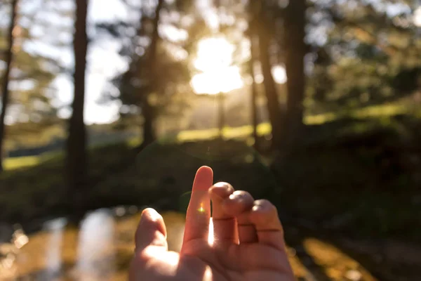 Zon door de vingers bij zonsondergang in het bos Stockfoto