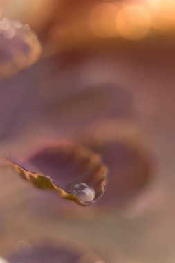 Pembe yapraklarda su damlası. Sonbahar arka plan.