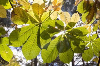 Sonbahar arka ışık ormanın içinde bırakır. Sonbahar arka plan.