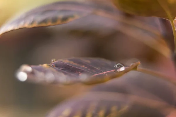 Waterdruppel op magenta bladeren — Stockfoto