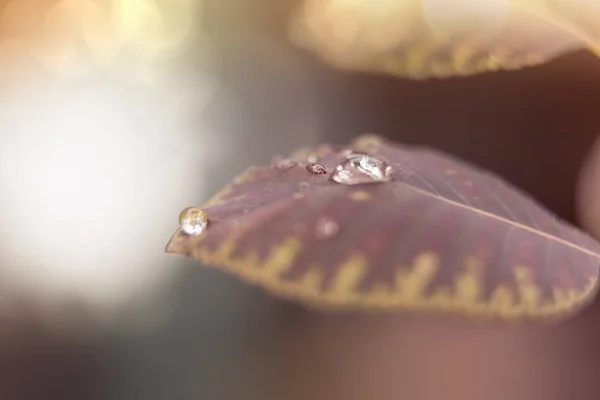 Waterdruppel op magenta bladeren. Abstracte achtergrond van de herfst. — Stockfoto