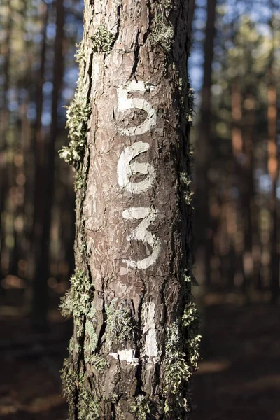 Números pintados en el tronco del árbol viejo, iluminados por el sol . —  Fotos de Stock