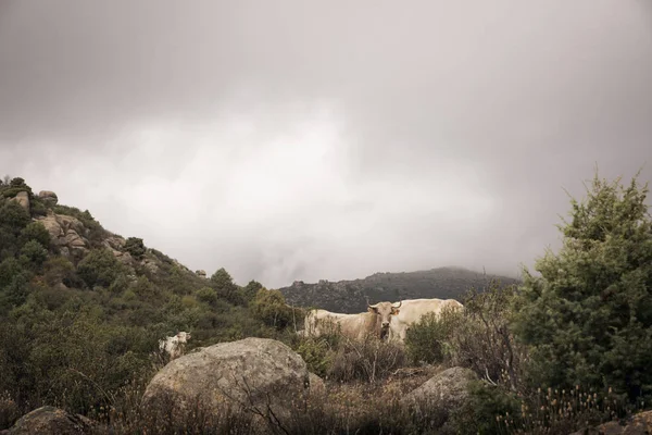 Färgbild av en grupp av kor som betar på en kulle. På en grumlig en — Stockfoto