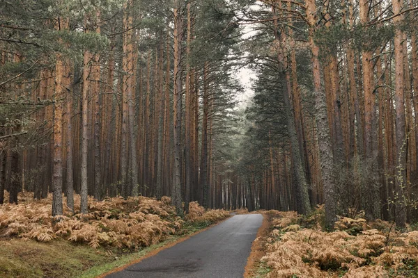 Bergsväg genom en skog på en regnig höstdag. Royaltyfria Stockfoton