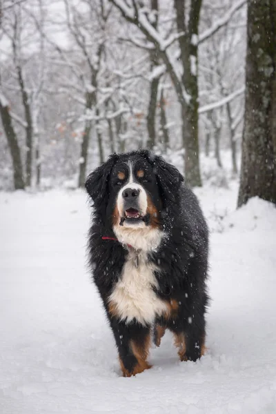 Portrait de chien de montagne Bernse en hiver . — Photo