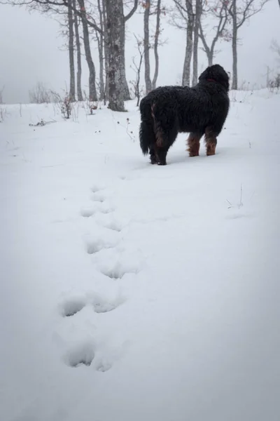Portrait de chien de montagne Bernse en hiver . — Photo