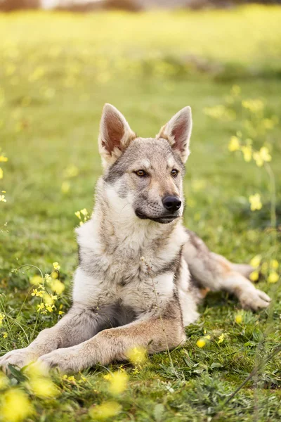 Anjing serigala Cekoslowakia muda yang cantik dengan bunga kuning. — Stok Foto