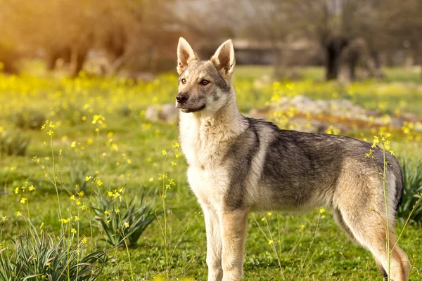 Hermoso cachorro de perro lobo checoslovaco joven en flor amarilla Imagen de stock