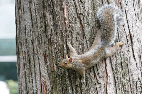 Close-up of city squirrel on tree — Stock Photo, Image