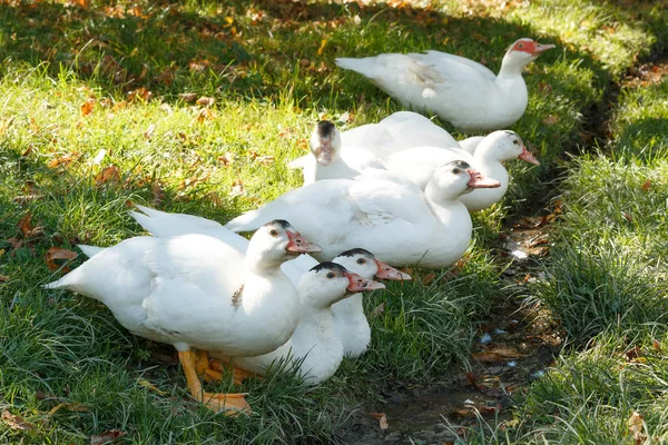 Patos blancos agua potable — Foto de Stock