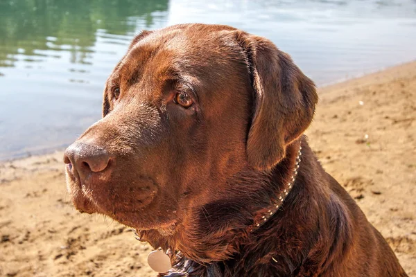 Close-up portrait of a Labrador on a background of a lake with a sandy shore in sunny summer weather. The dog has a collar, brown fur. Selective focus on the eyes.