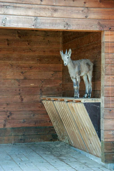 Joven Cabra Montaña Encuentra Pesebre Con Heno Pequeños Cuernos Edificio —  Fotos de Stock