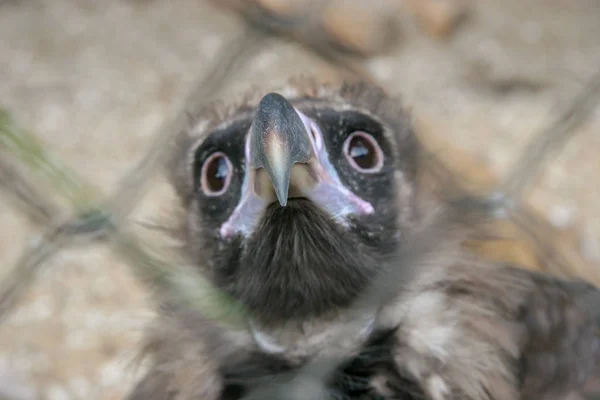 Funny eagle behind the iron net. Selective shallow focus on the tip of the beak. An animal in captivity.