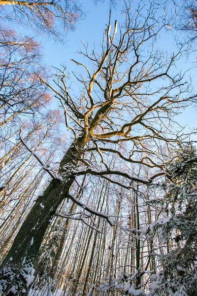 Large Branchy Tree Winter Forest Blue Sky Snow Trees Sunny — Stock Photo, Image