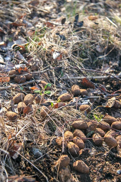 Trockener Tierkot Trockenem Gras Großaufnahme Runde Kugeln Von Hase Oder — Stockfoto