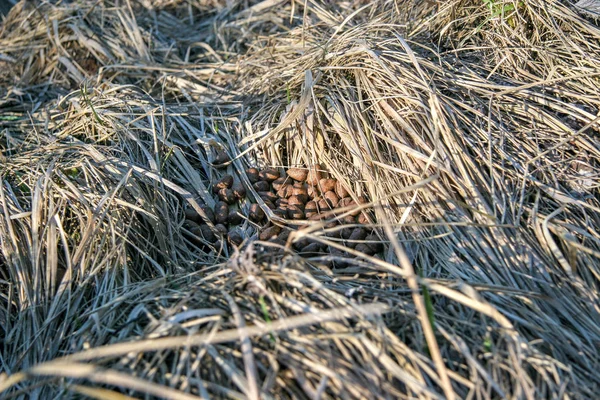 Nest Van Een Dier Droog Gras Ronde Uitwerpselen Van Hazen — Stockfoto