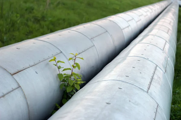 Two thick pipes in a protective metal casing with hot water and a green branch sprouting between the pipes. Selective focus on a young tree, blurred background.